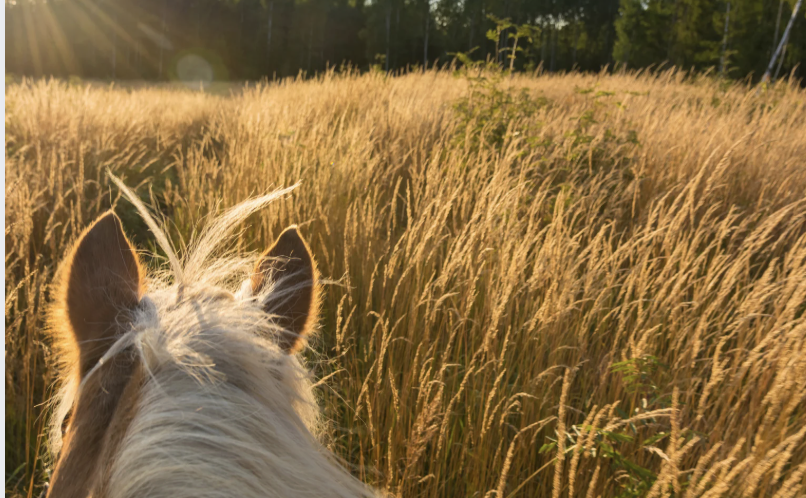 A cavallo tra mare e montagna - Foto 2