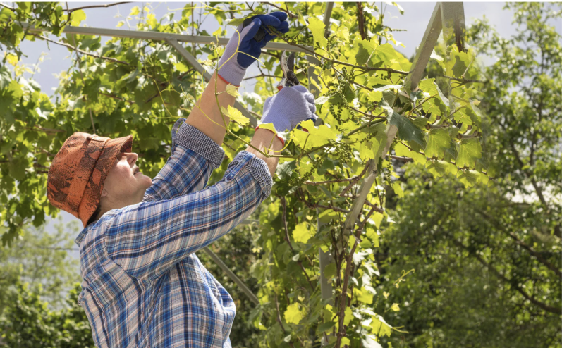Azienda vinicola - Foto 3