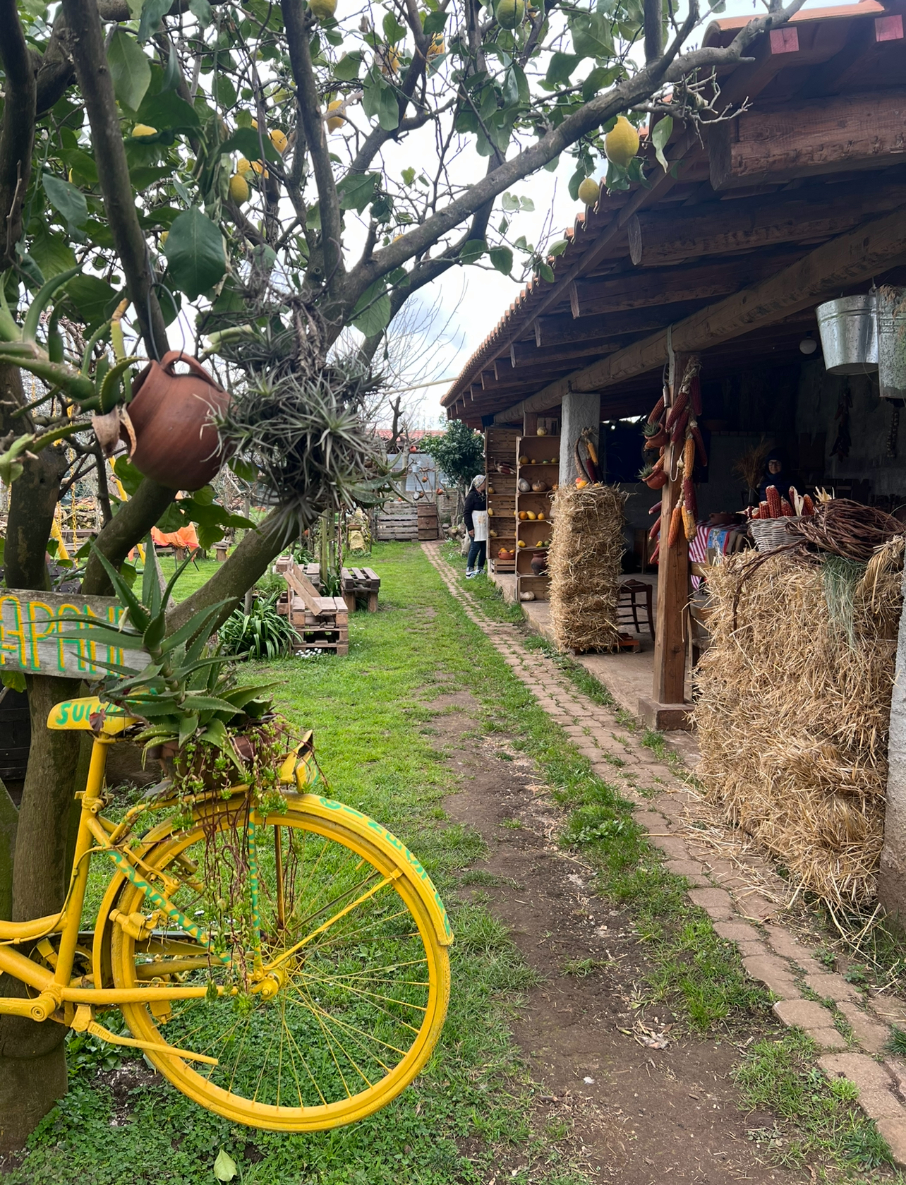 Asfalantea – la Calabria contadina della Costa Degli Dri - Foto 3